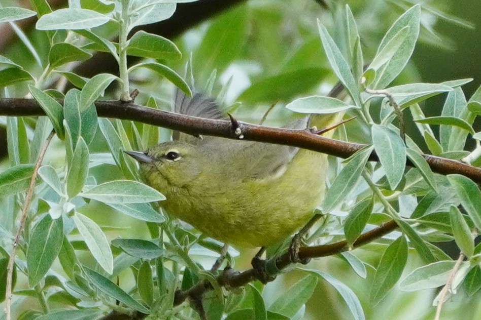 Orangefleck-Waldsänger - ML451857591