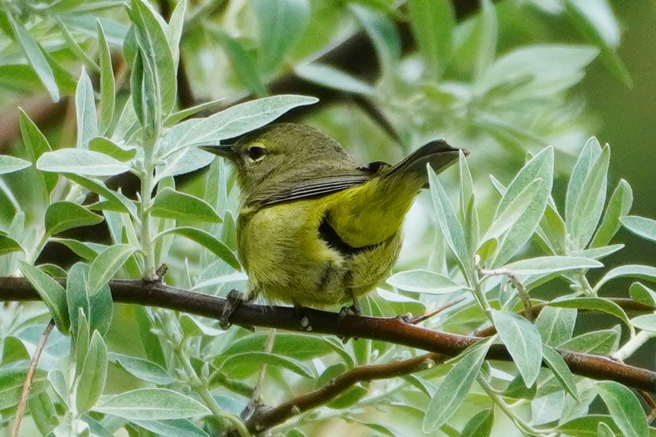 Orangefleck-Waldsänger - ML451857661