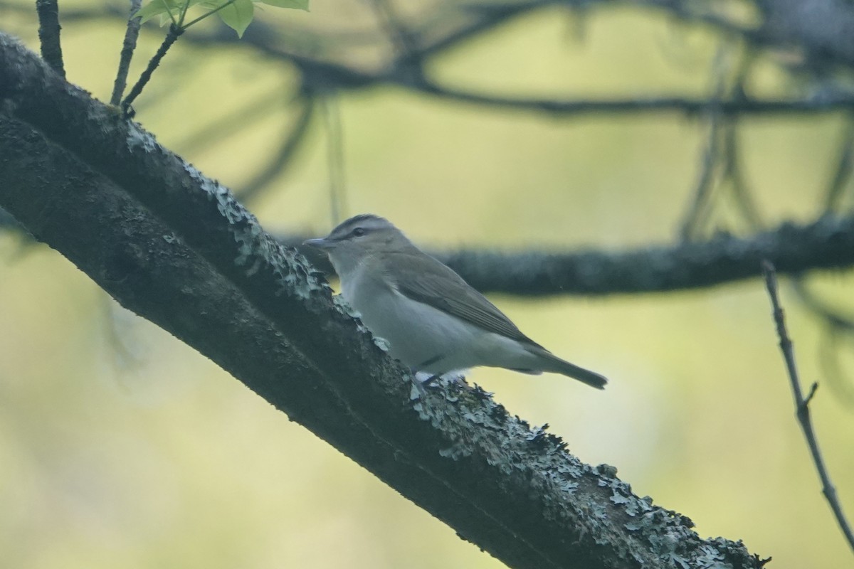 Kızıl Gözlü Vireo - ML451859331