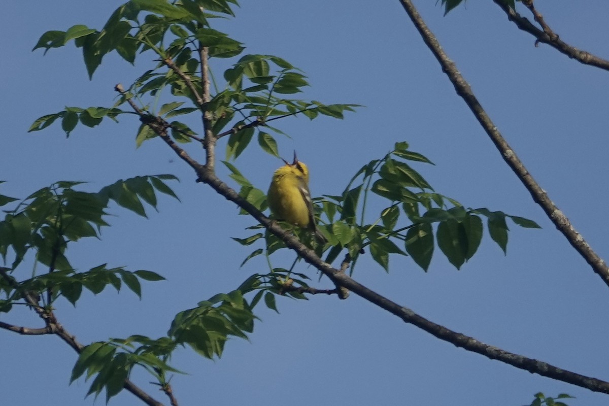 Blue-winged Warbler - ML451859421