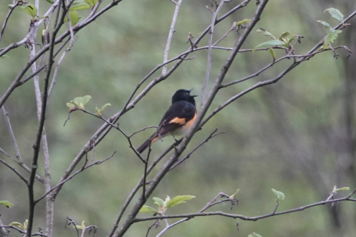 American Redstart - ML451859471