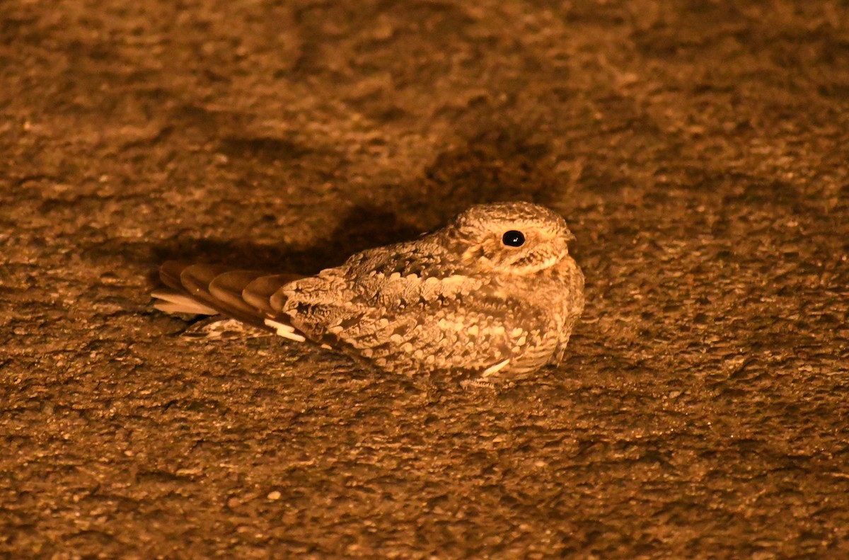 Lesser Nighthawk - ML451859911