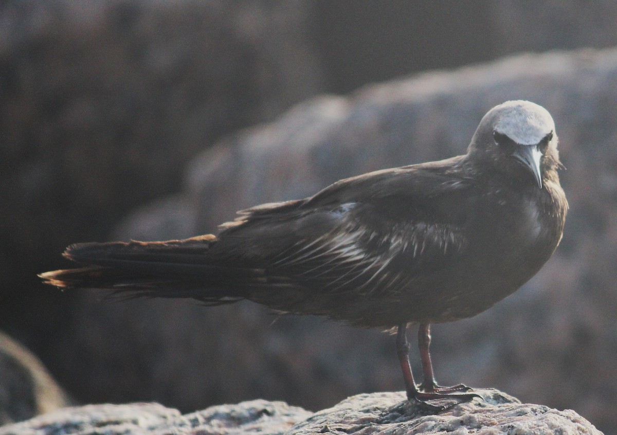 Brown Noddy - ML451860161