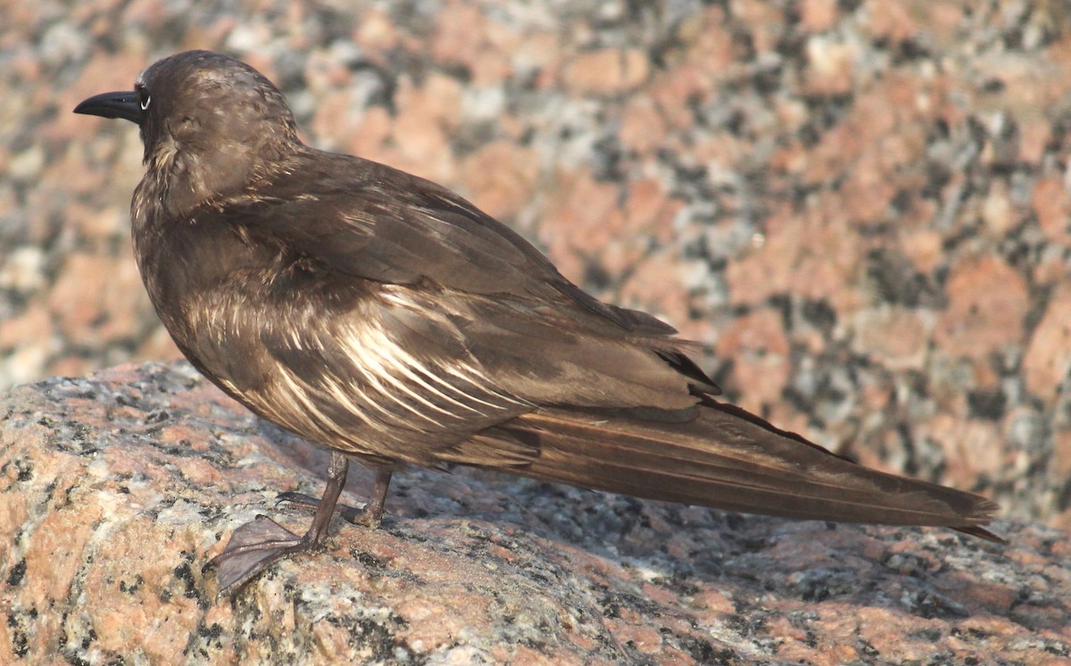 Brown Noddy - Philip Woods