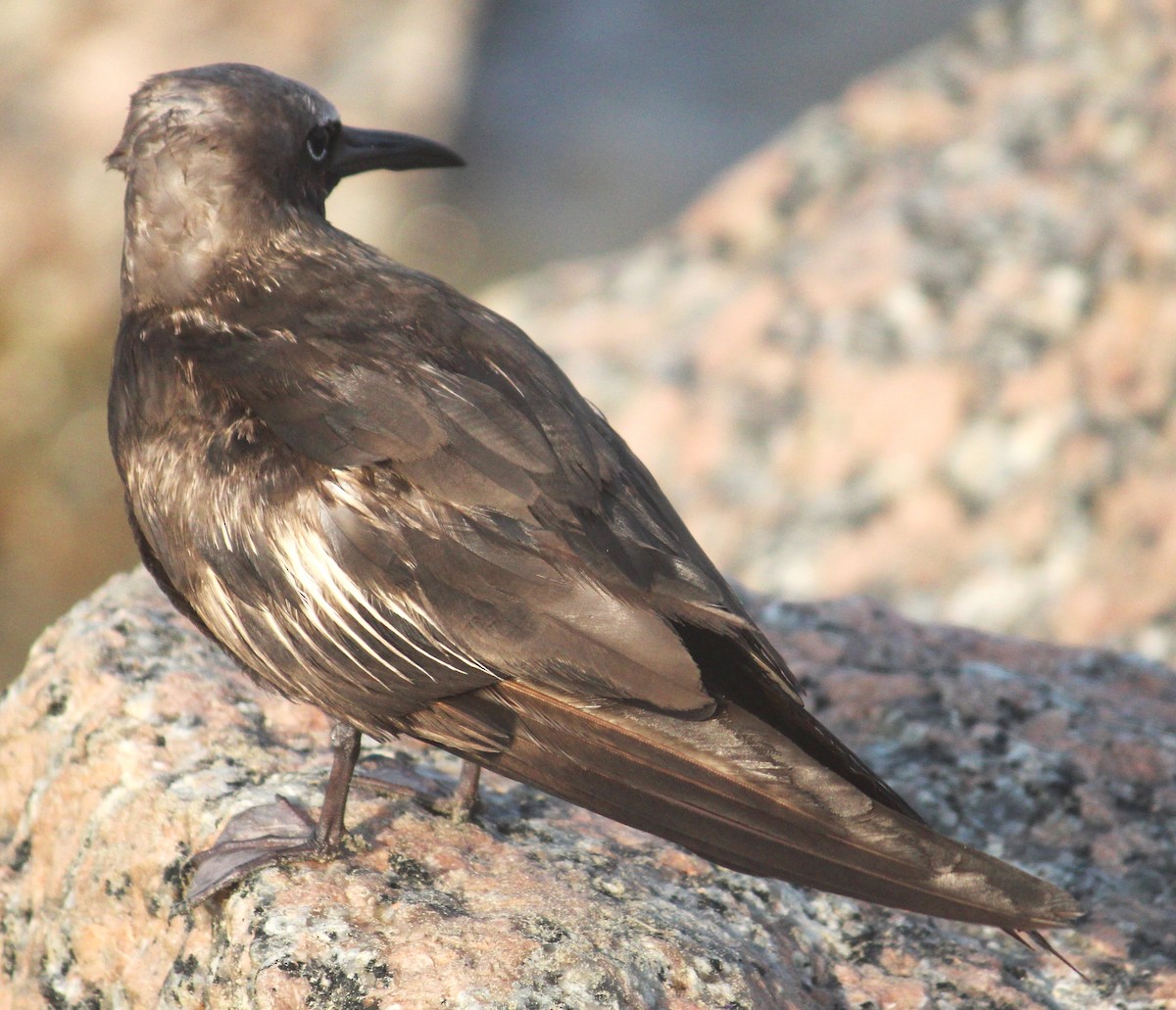 Brown Noddy - ML451860181