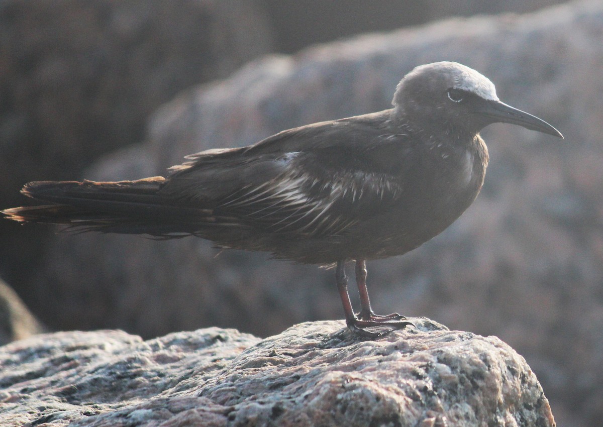 Brown Noddy - ML451860211