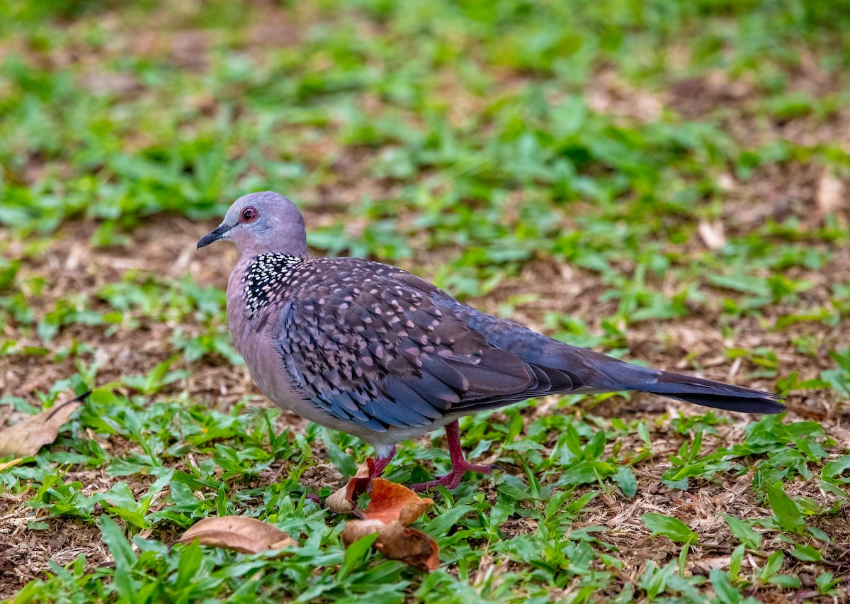 Tourterelle tigrine (suratensis/ceylonensis) - ML451860241