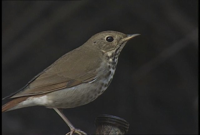 Hermit Thrush - ML451861