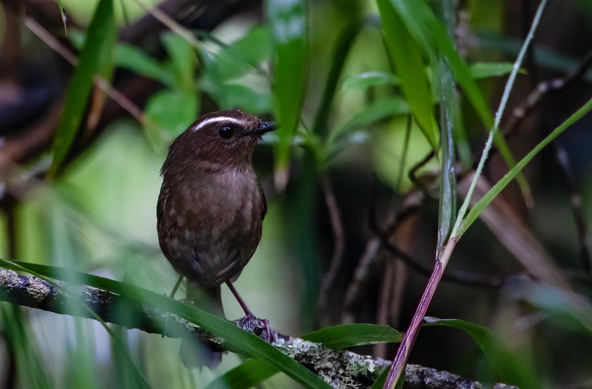 Taiwan Shortwing - Chris Jones