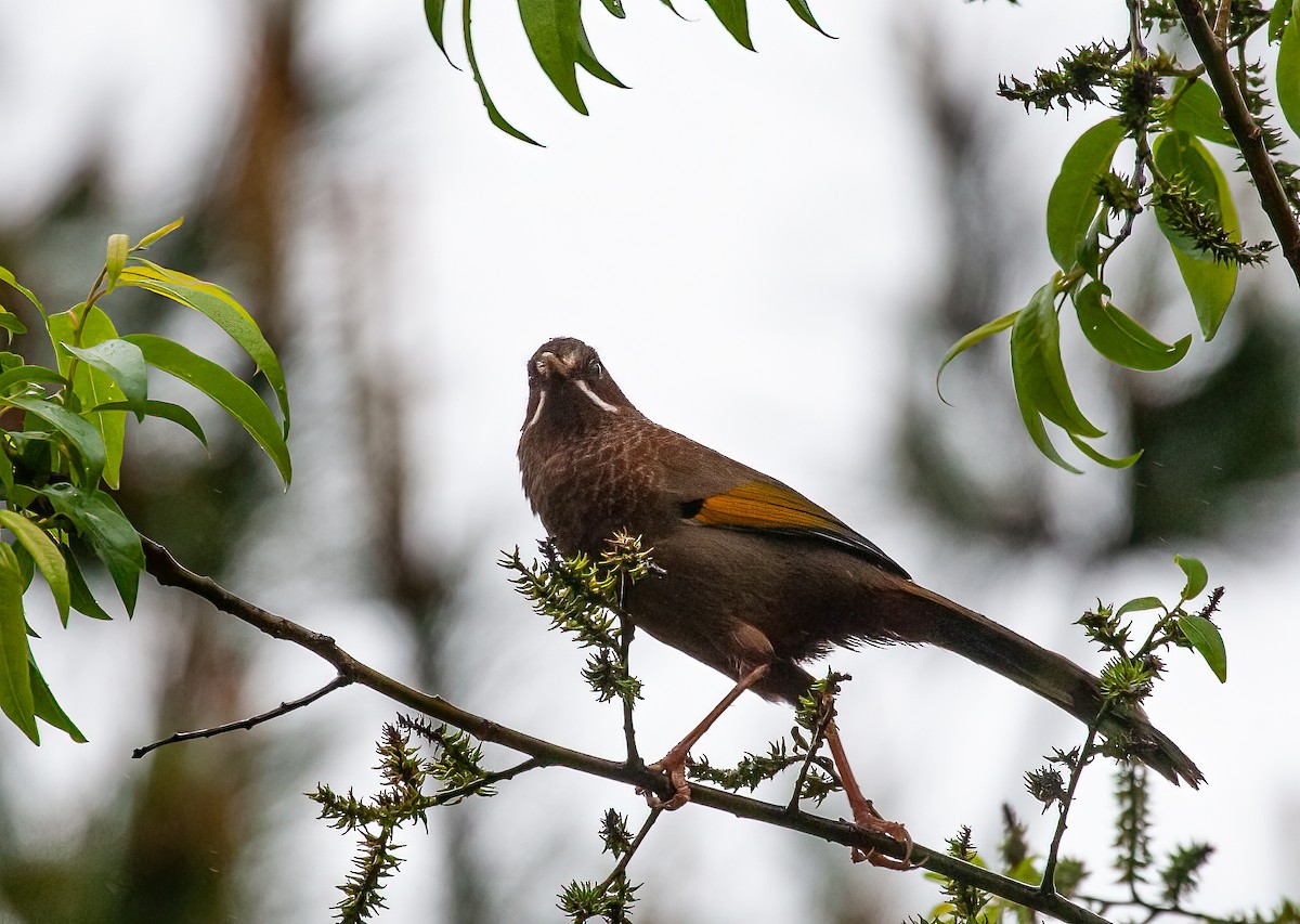 White-whiskered Laughingthrush - ML451861291