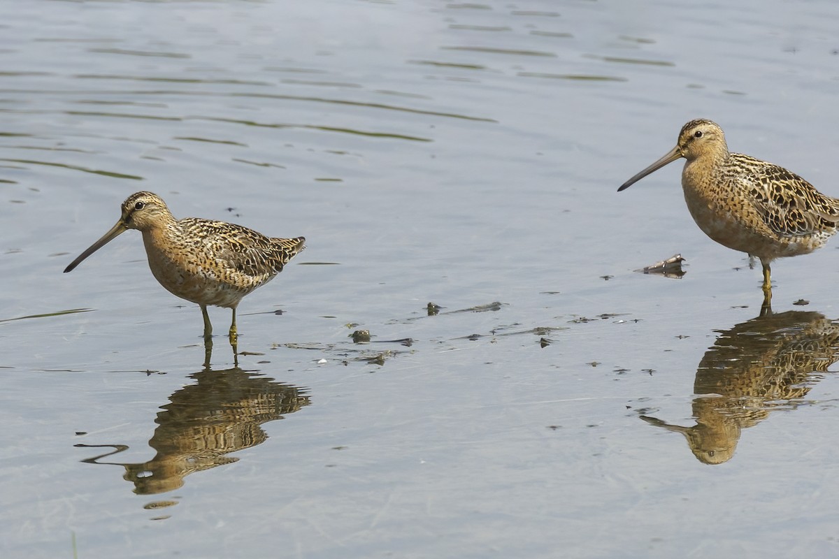 Short-billed Dowitcher (hendersoni) - Peter Hawrylyshyn