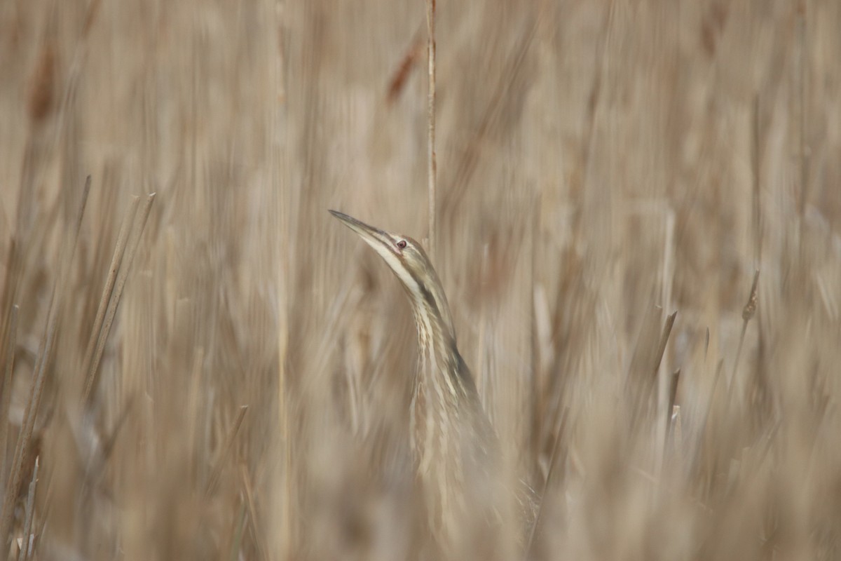 American Bittern - ML451861901