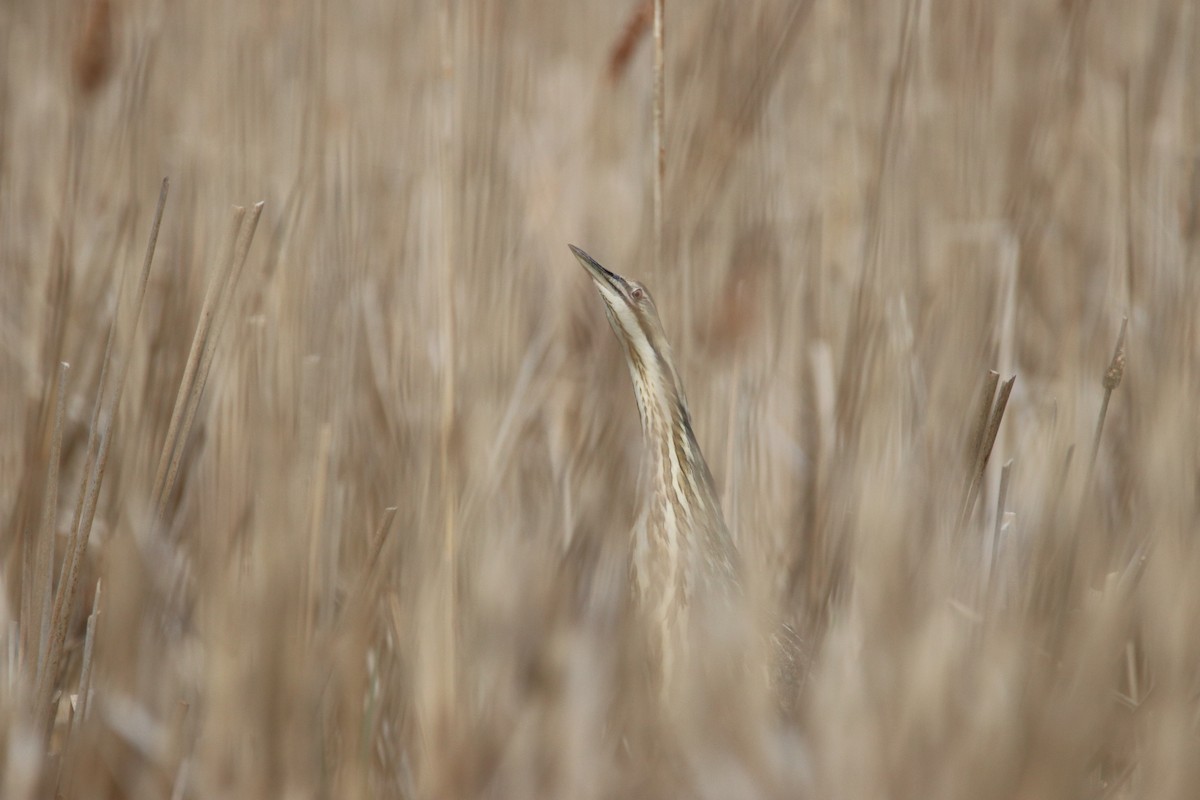 American Bittern - ML451861931