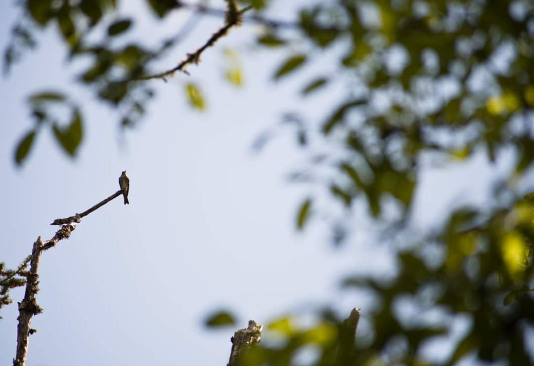 Olive-sided Flycatcher - ML451861971