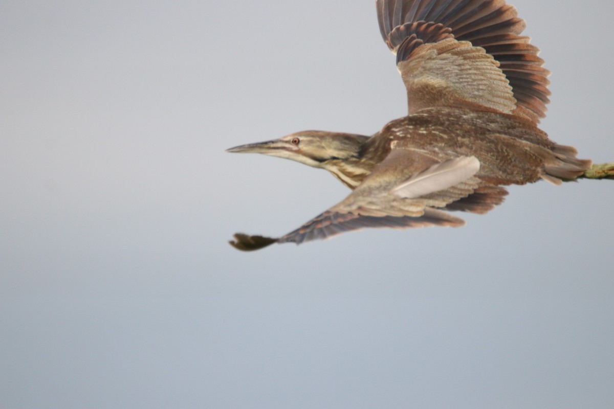 American Bittern - ML451861981