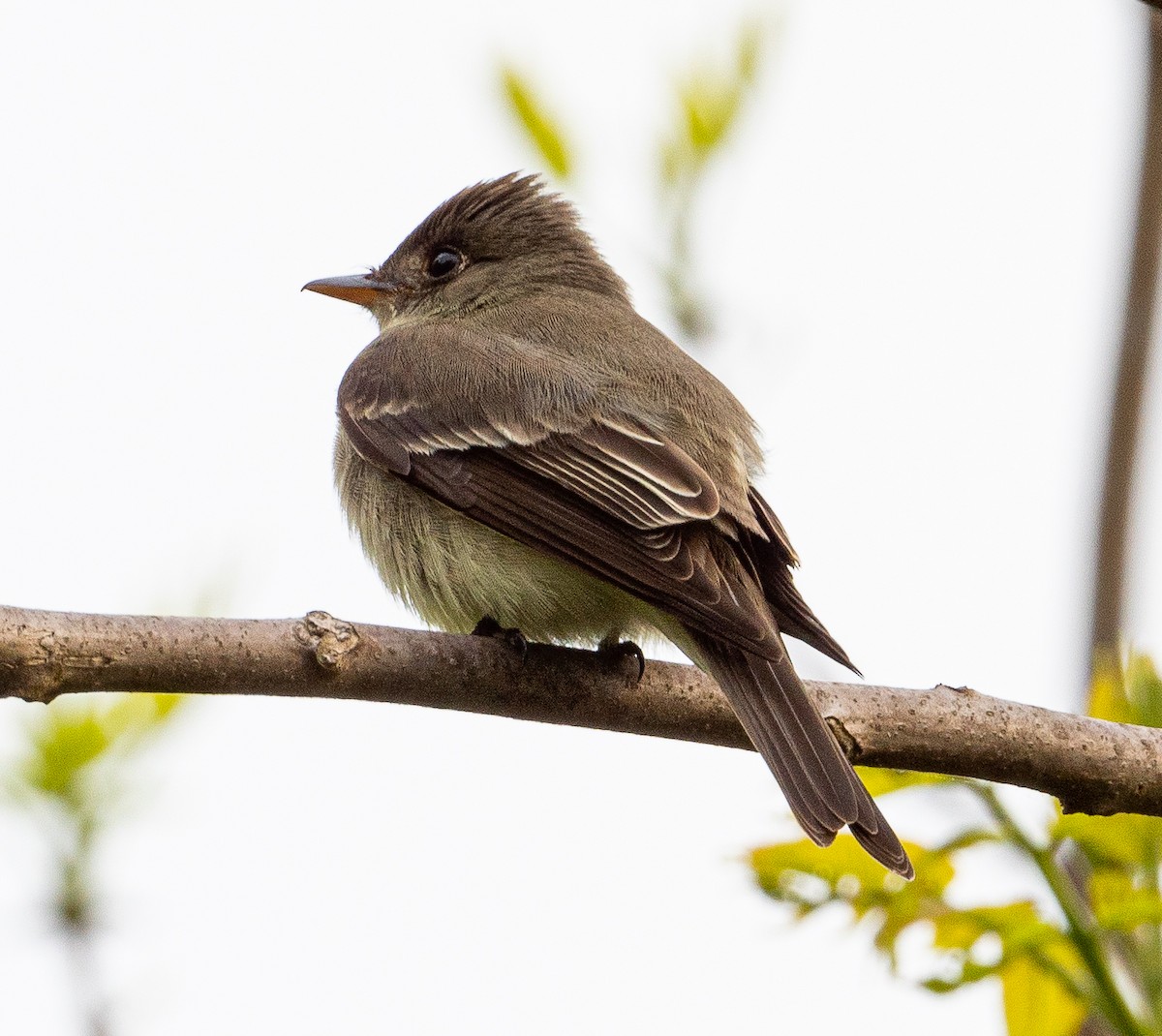 Eastern Wood-Pewee - ML451864221