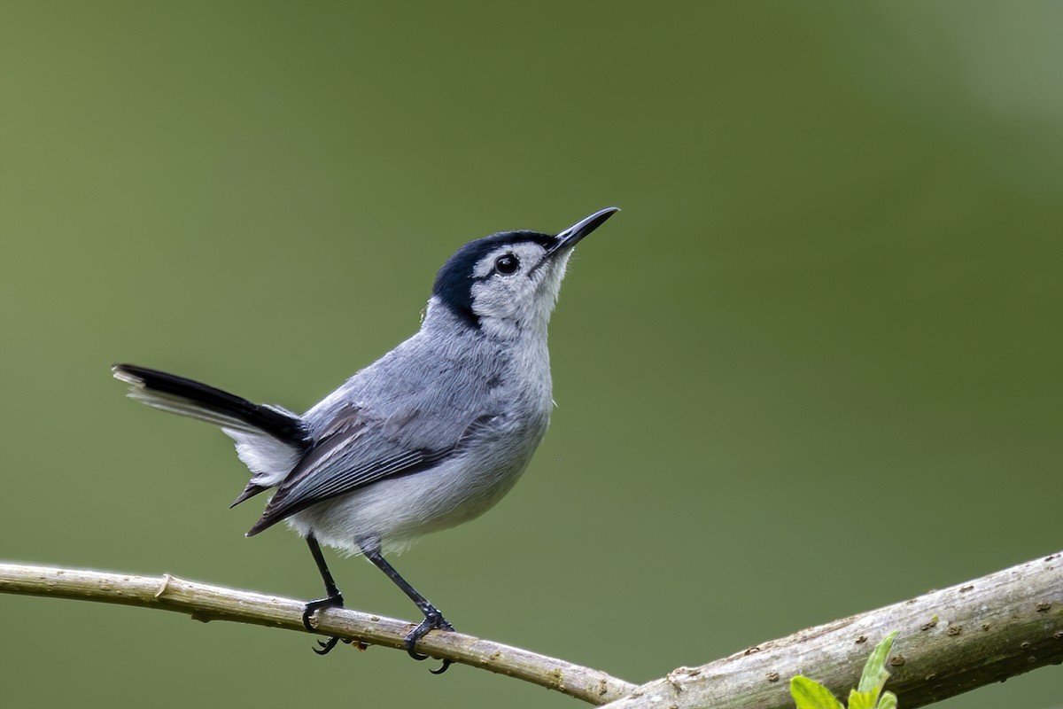White-browed Gnatcatcher - ML451865101