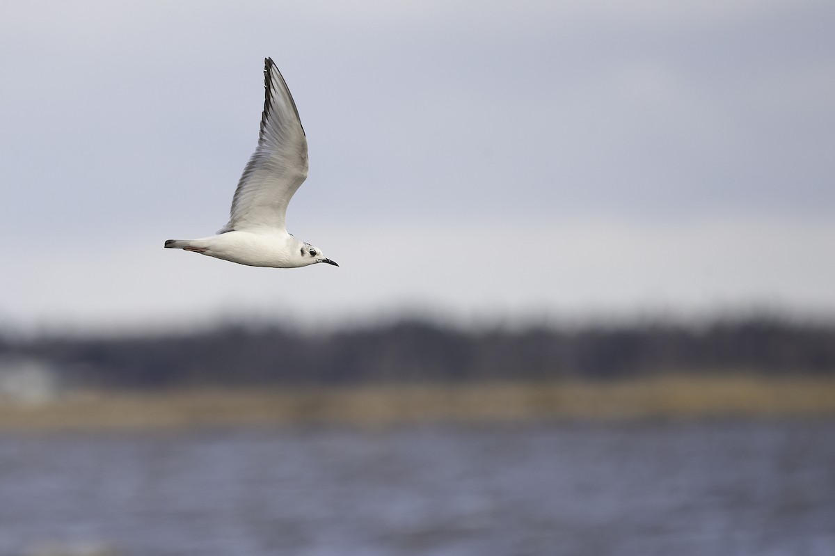 Bonaparte's Gull - ML451866031