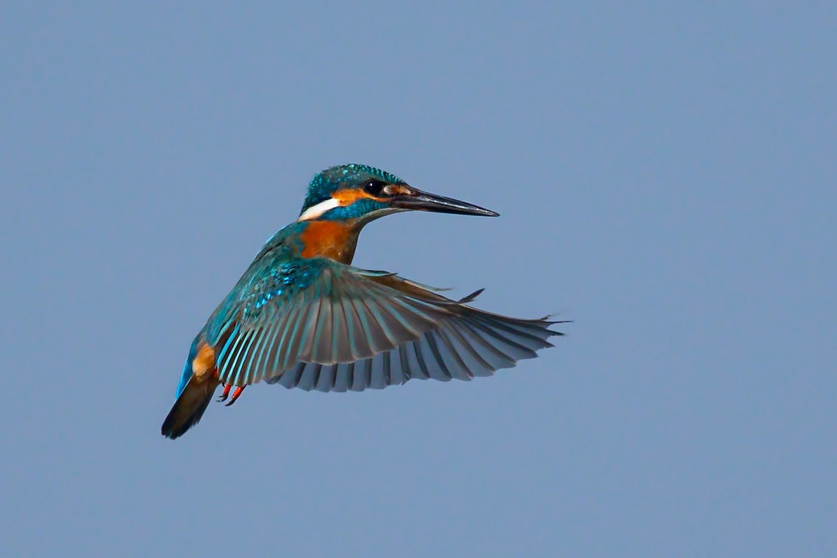 Common Kingfisher - ML451866691