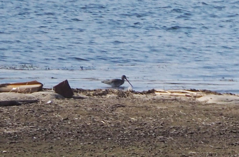 Black-tailed Godwit - ML451866951