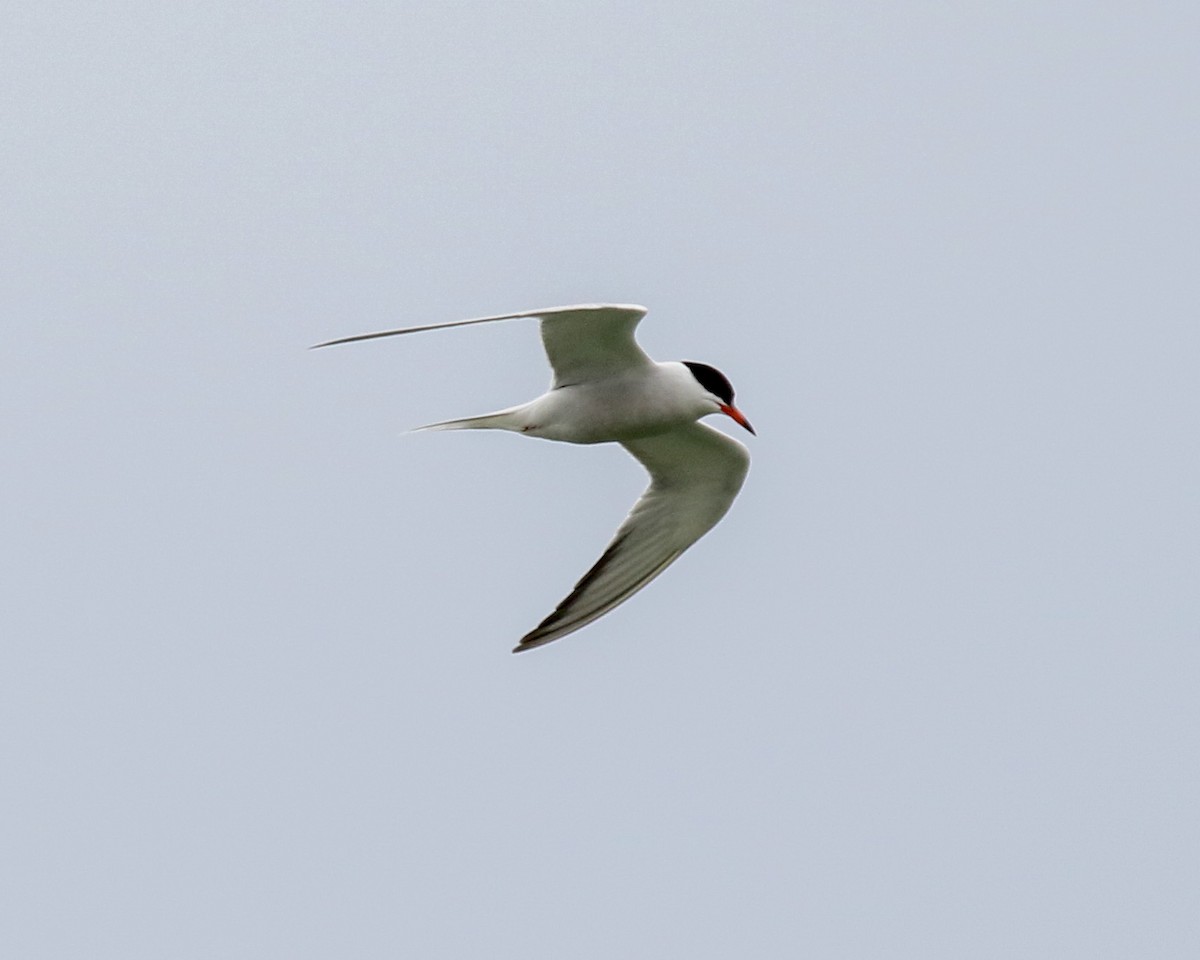 Common Tern - Otto Mayer