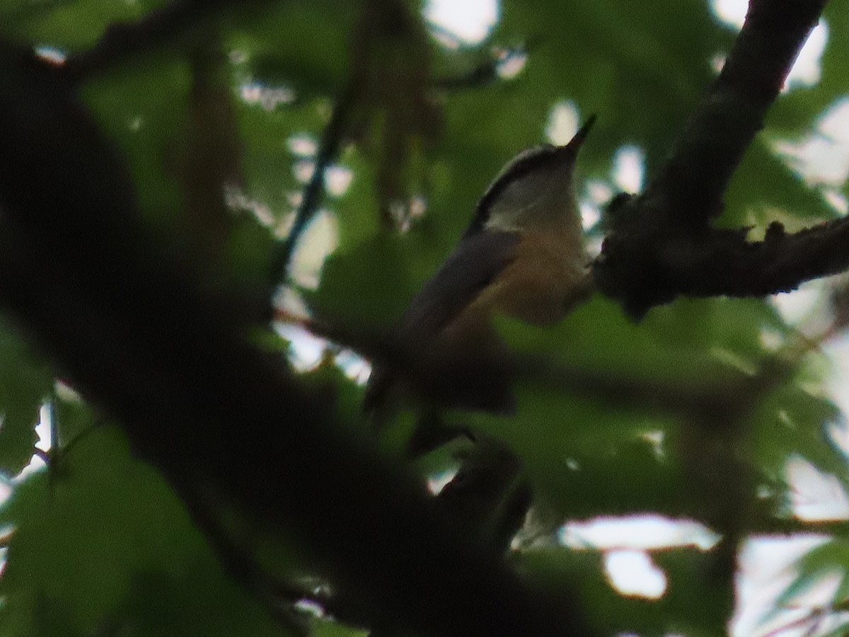 Red-breasted Nuthatch - ML451869621