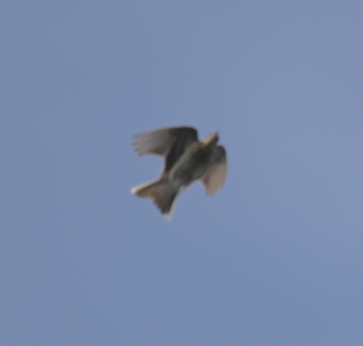 Tree Pipit - Snotty Foster