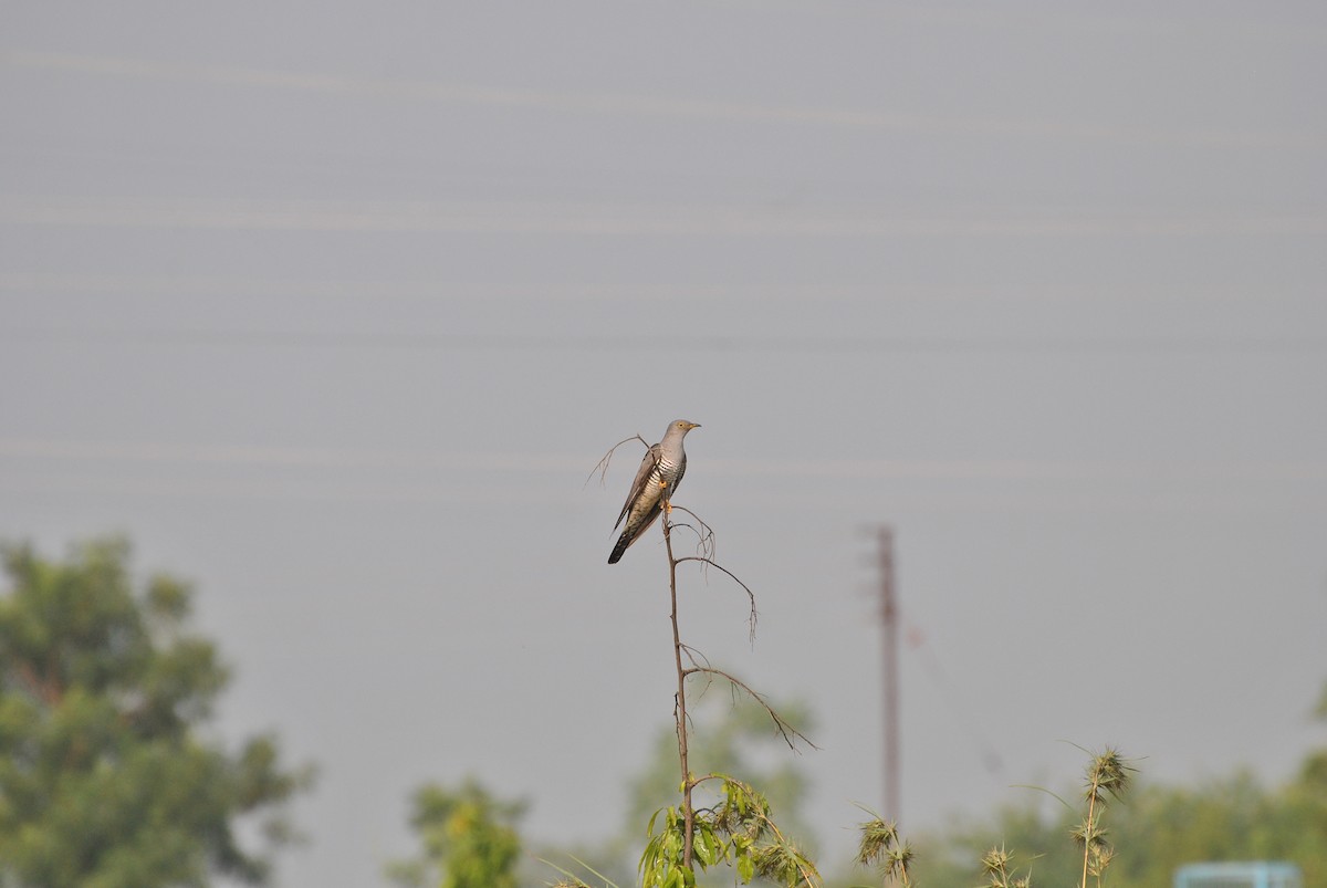 Common Cuckoo - ML45186991