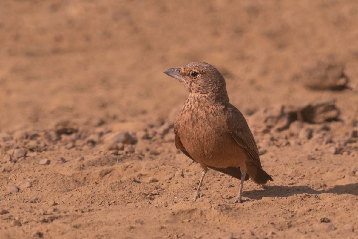 Rufous-tailed Lark - ML451870271