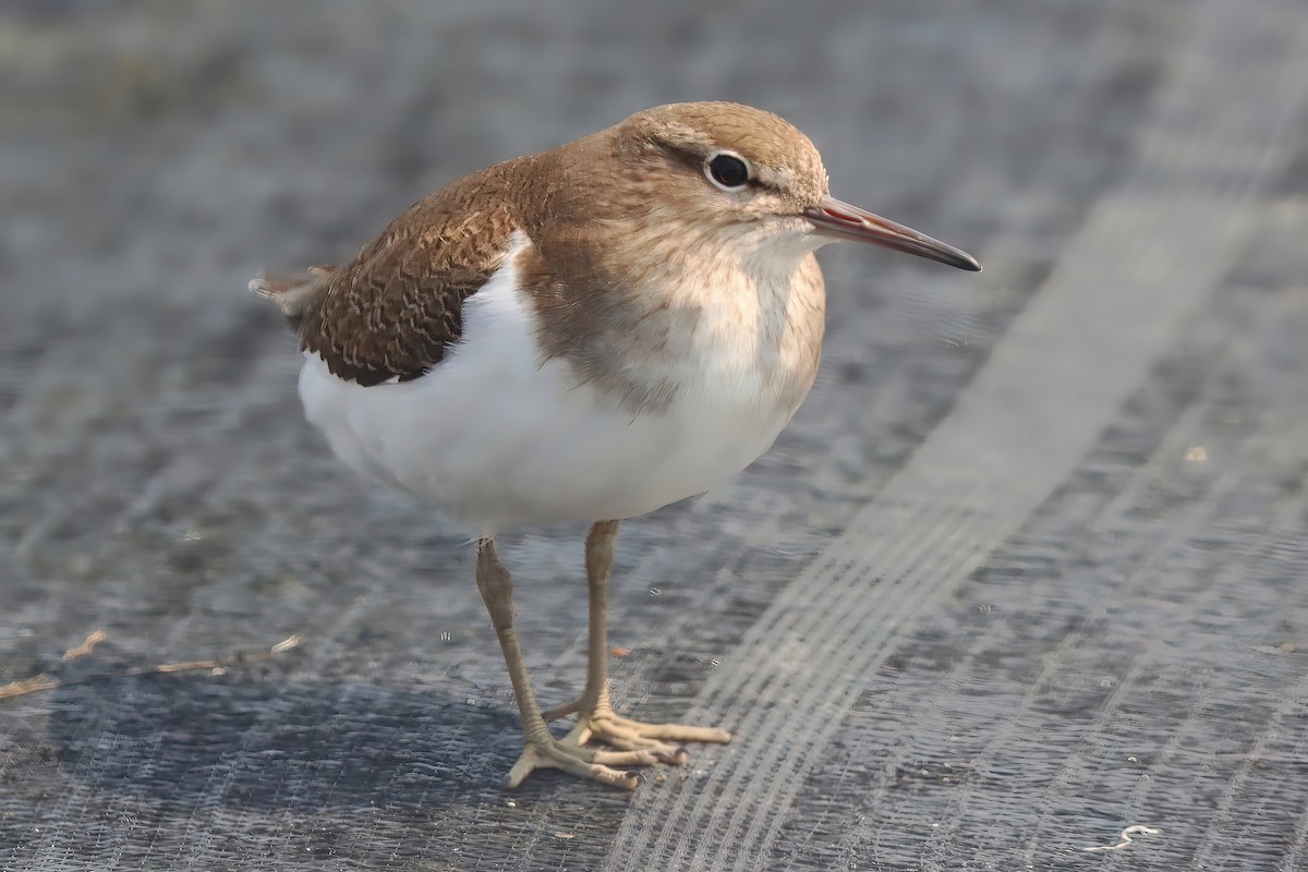 Common Sandpiper - Yi-Cheng Chen