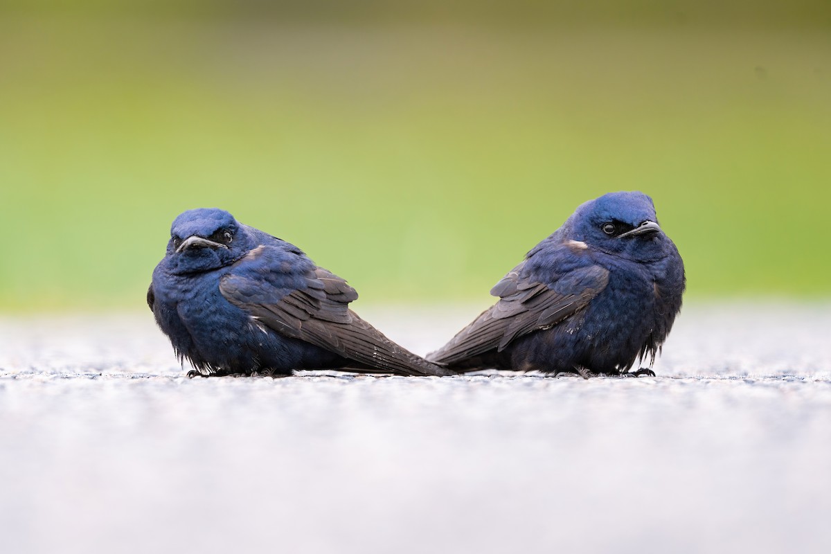 Purple Martin - ML451871121