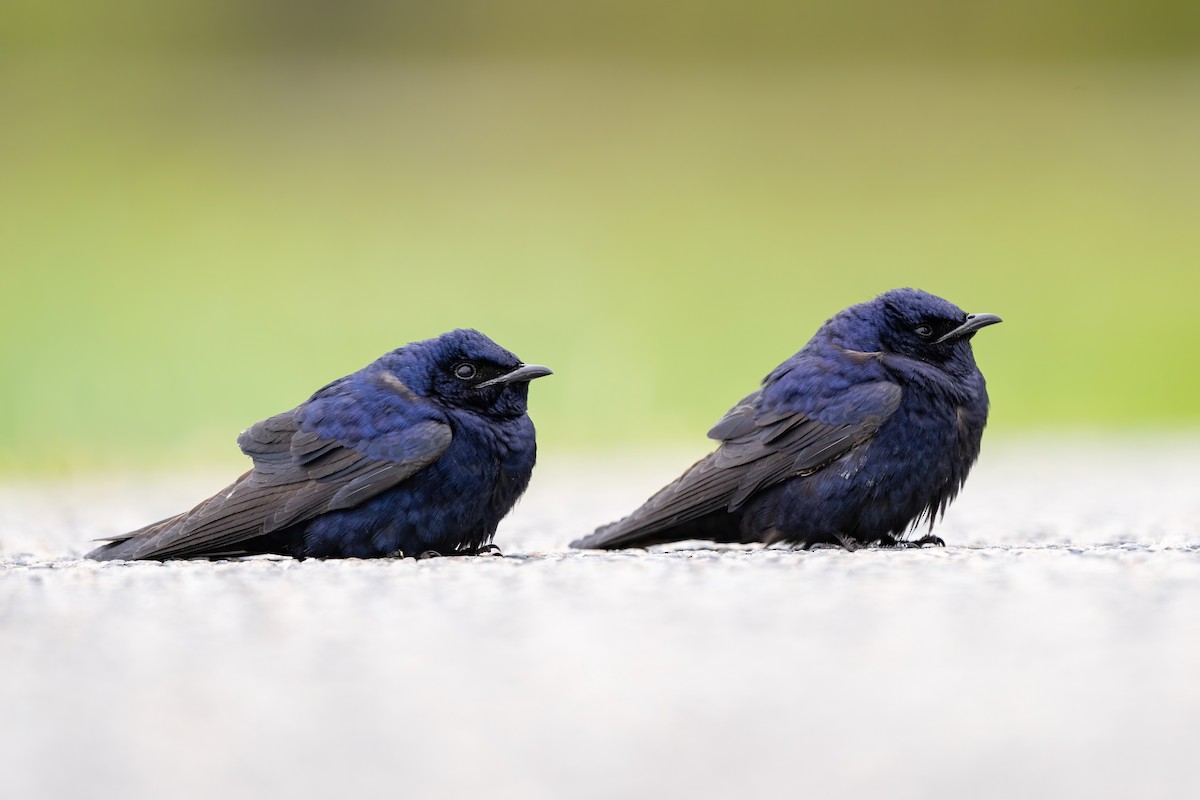 Purple Martin - ML451871281