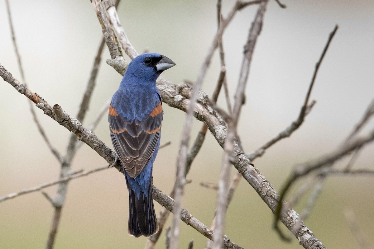 Blue Grosbeak - ML451872191