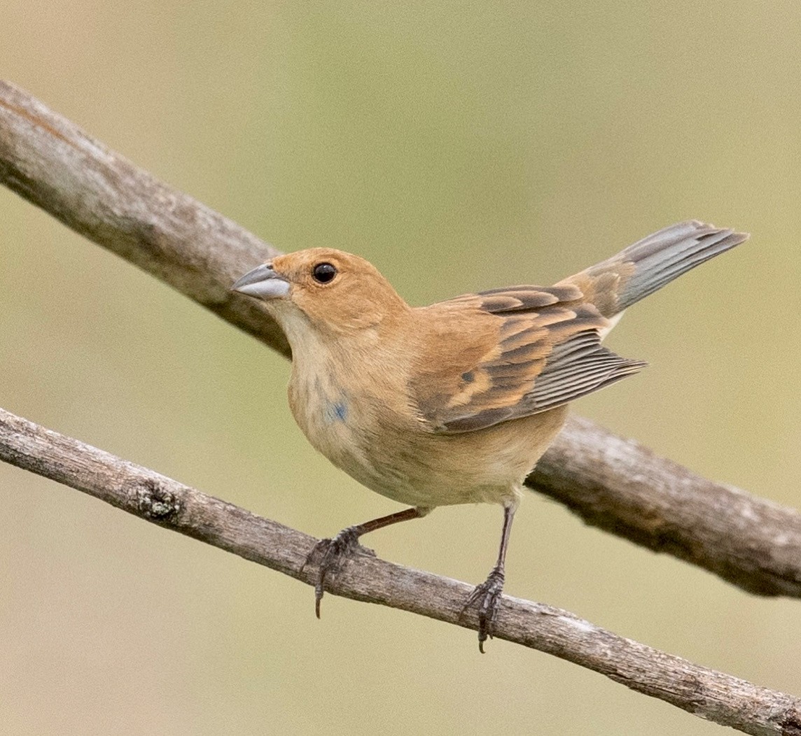 Indigo Bunting - ML451872281