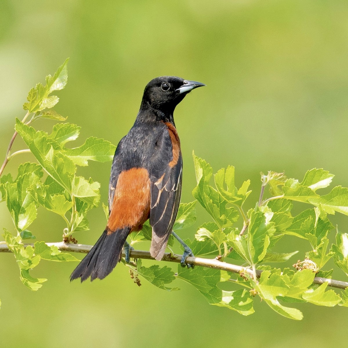 Oriole des vergers - ML451872391