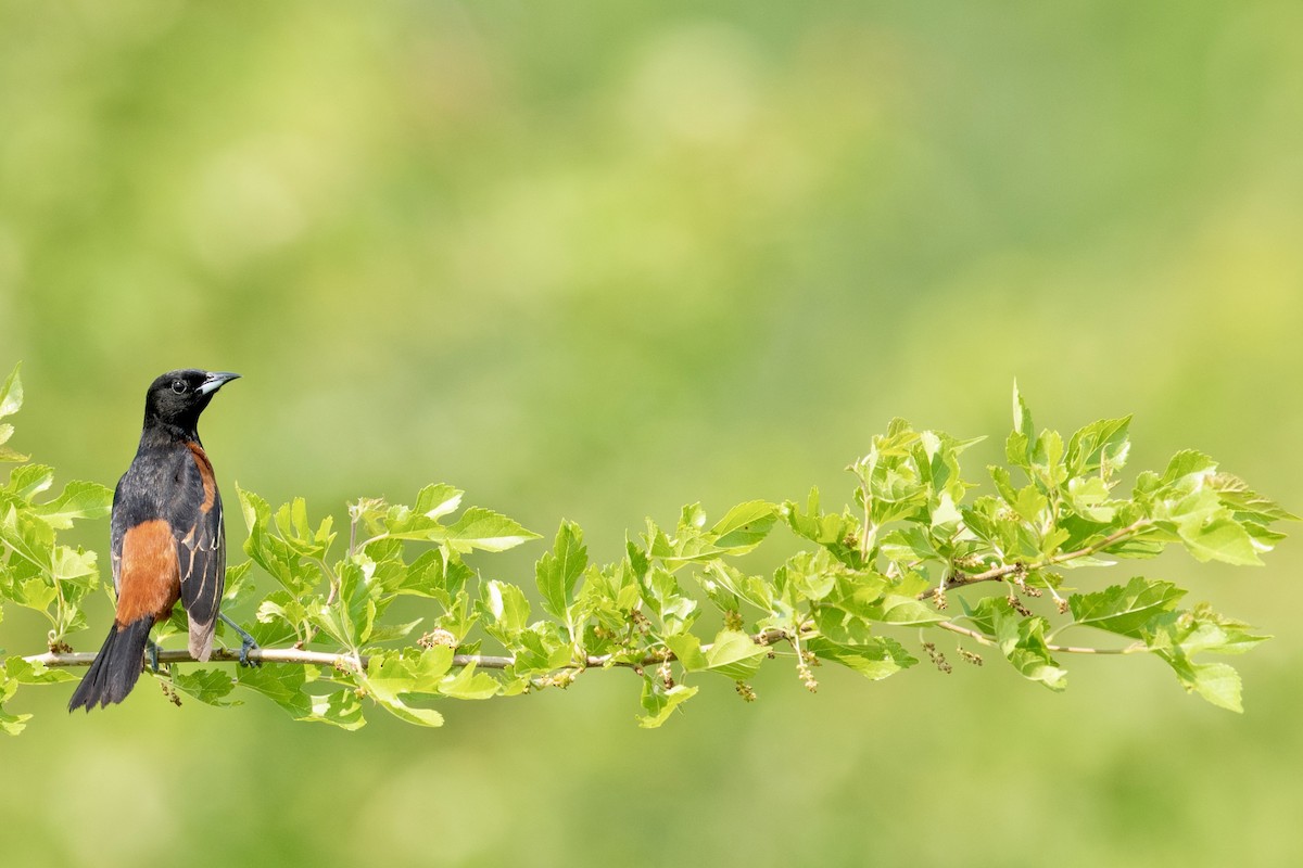 Oriole des vergers - ML451872401