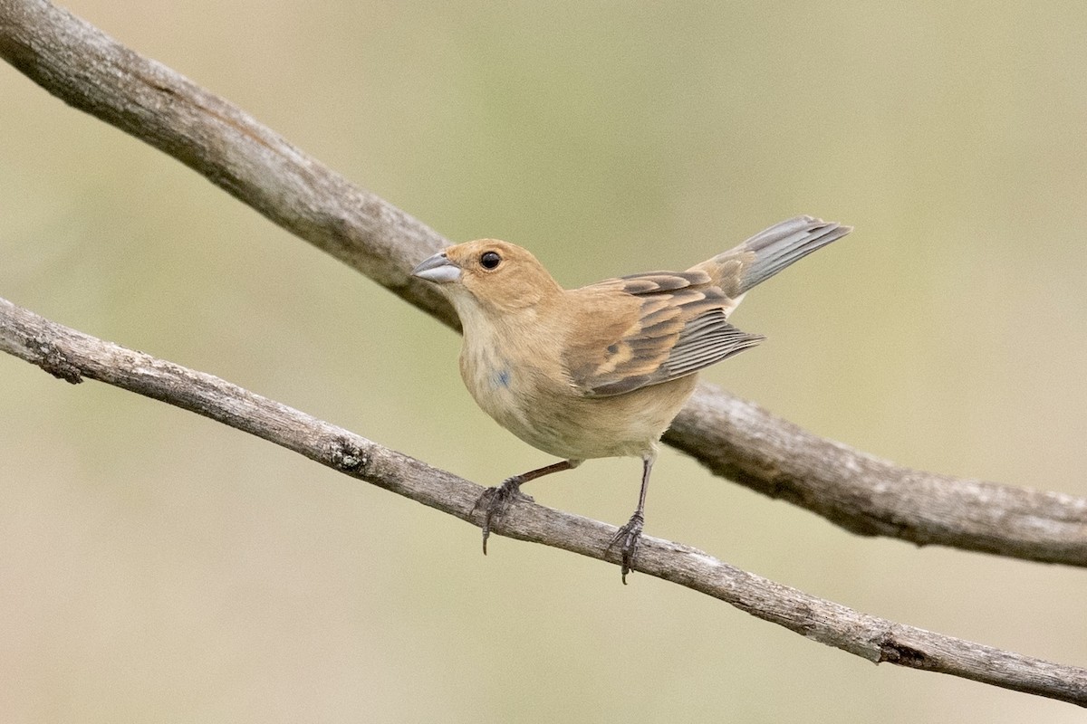 Indigo Bunting - ML451872541