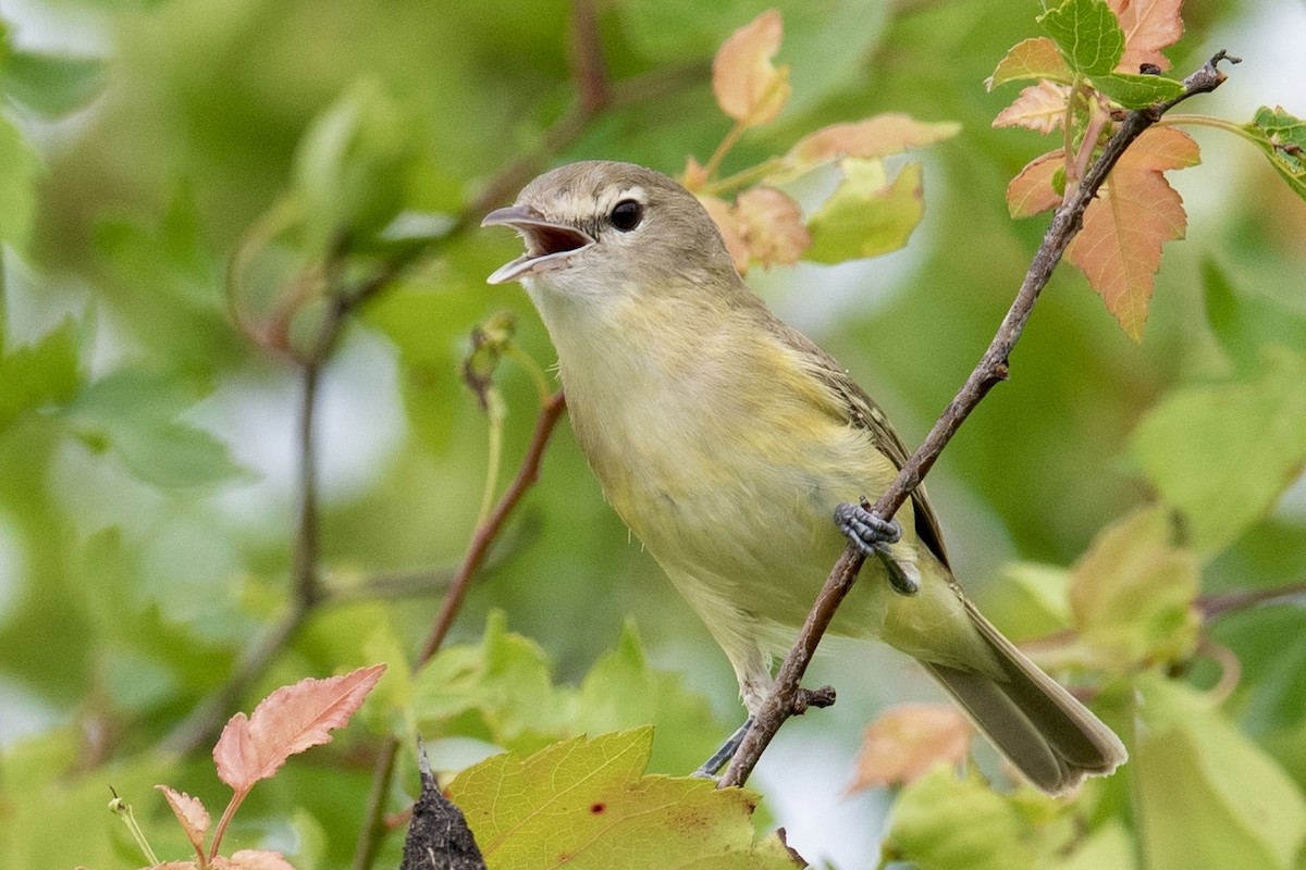 Bell's Vireo - ML451873131