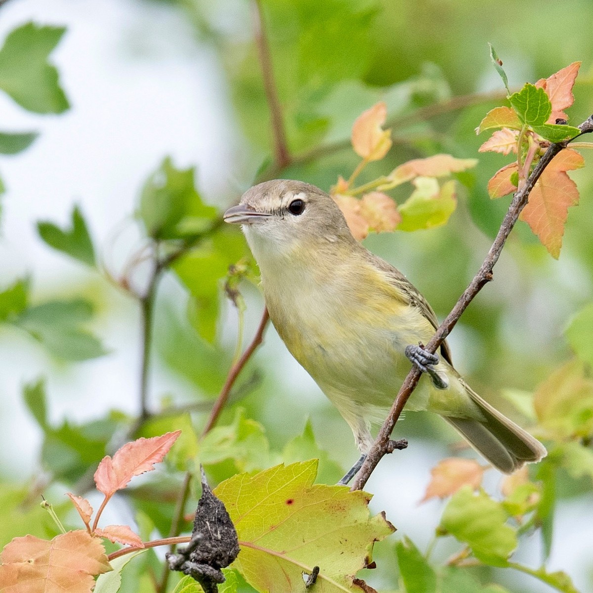 Bell's Vireo - ML451873141