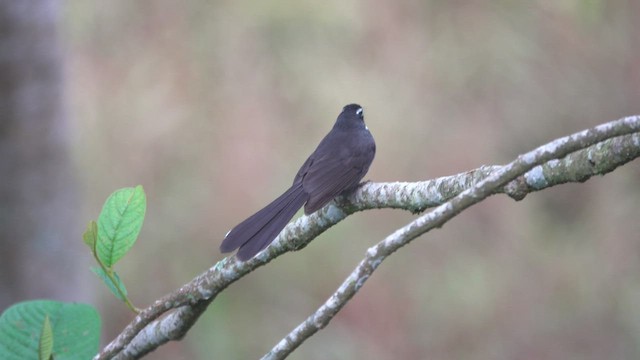 White-throated Fantail - ML451873641