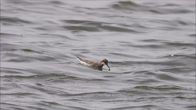 Red-necked Phalarope - ML451873801