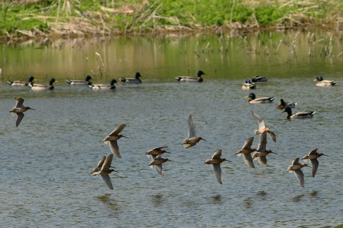 Short-billed Dowitcher - ML451874961