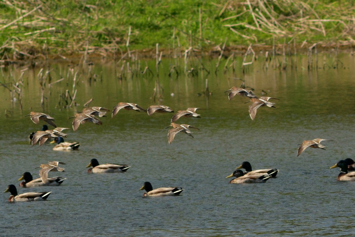 Short-billed Dowitcher - ML451874981