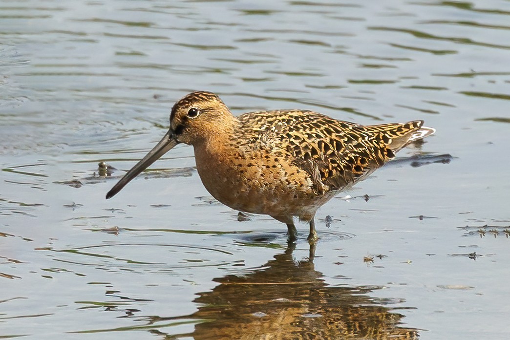 Short-billed Dowitcher (hendersoni) - Peter Hawrylyshyn