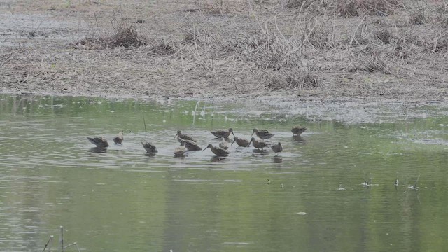 Short-billed Dowitcher (hendersoni) - ML451876341