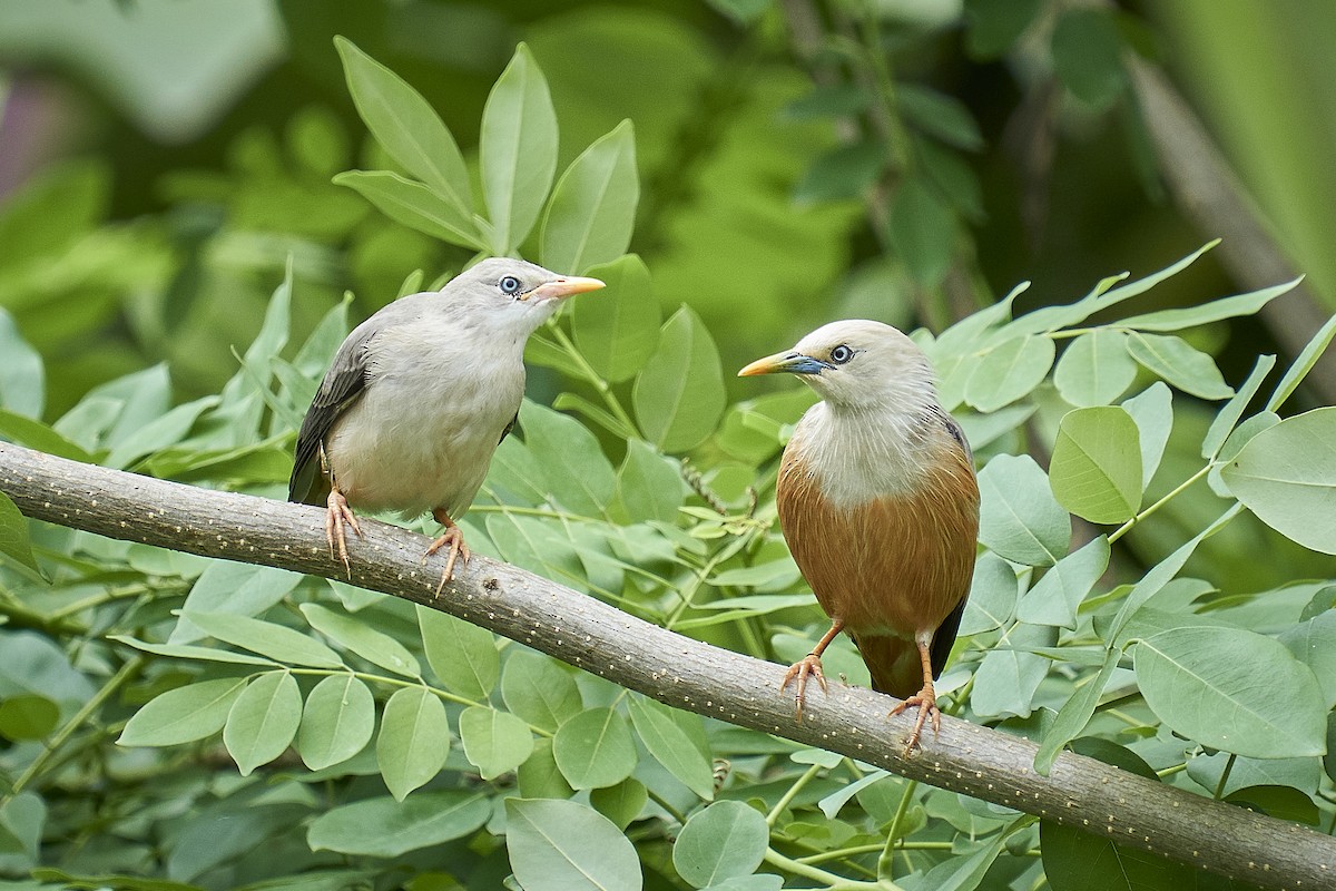 Malabar Starling - Raghavendra  Pai