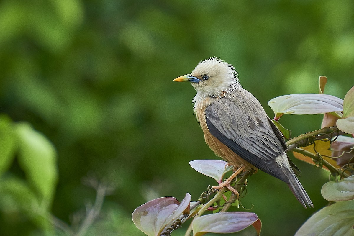 Malabar Starling - Raghavendra  Pai