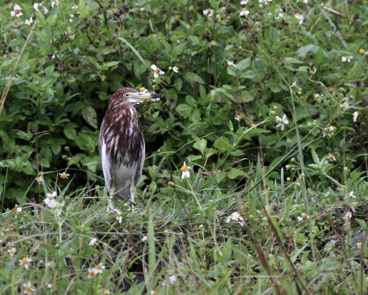 Chinese Pond-Heron - ML451878921