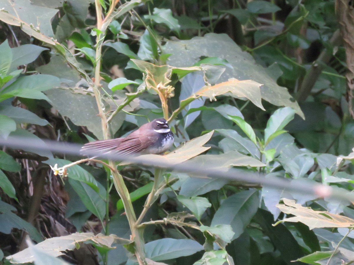 Spot-breasted Fantail - ML451879321