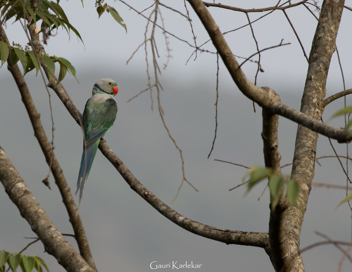 Malabar Parakeet - ML451879771